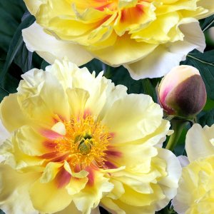 Paeonia Itoh Bartzella