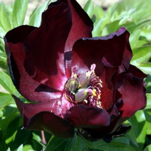 Paeonia Itoh Simply Red