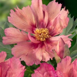 Paeonia Itoh Sonoma Kaleidoscope