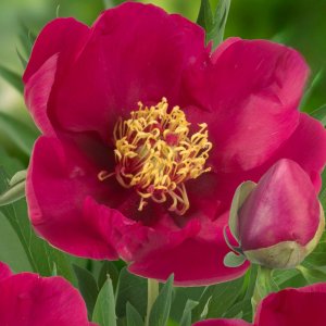 Paeonia Itoh Tolomeo nr. 59