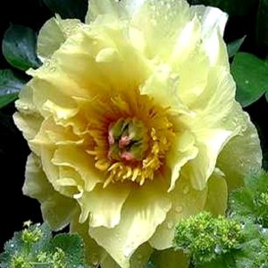 Paeonia Itoh Yellow Dream