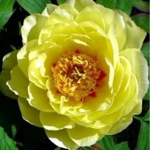 Paeonia Itoh Yellow Waterlily