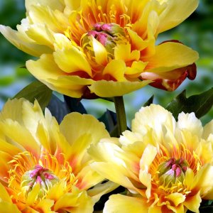 Paeonia Itoh Border Charm