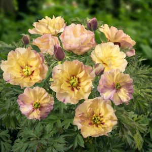 Paeonia Itoh Canary Brilliants