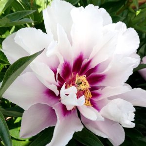 Paeonia Itoh Cora Louise