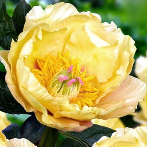 Paeonia Itoh Garden Treasure