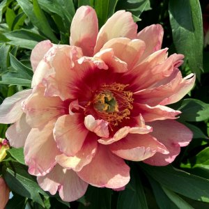 Paeonia Itoh Hillary