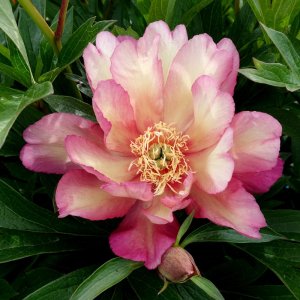 Paeonia Itoh Julia Rose