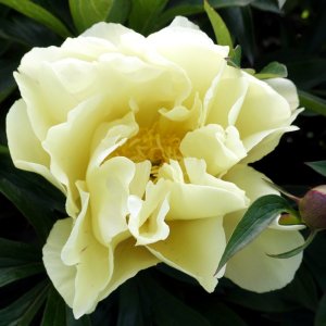 Paeonia Itoh Lemon Dream