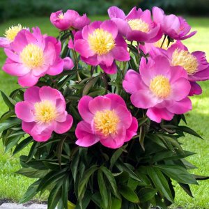 Paeonia Patio Kiev