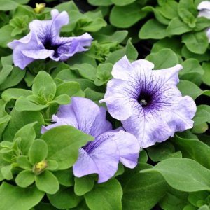 Petunia Limbo GP Blue Veined