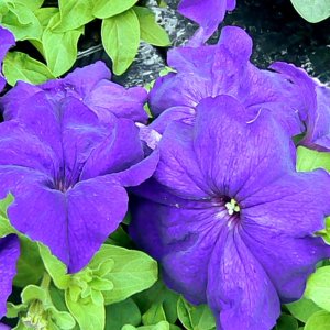 Petunia Limbo GP Blue