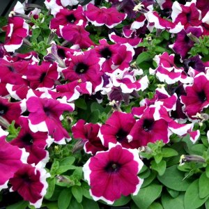 Petunia Limbo GP Burgundy Picotee