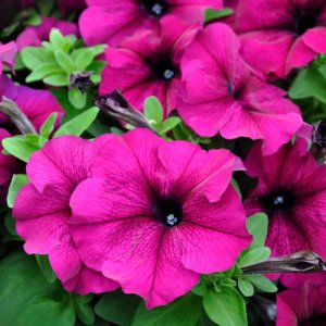 Petunia Limbo GP Burgundy