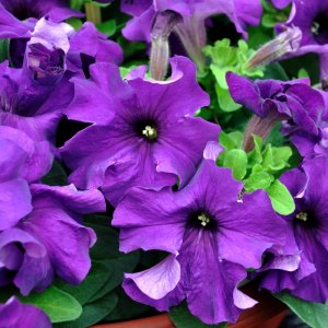 Petunia Limbo GP Deep Purple