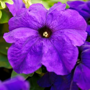 Petunia Limbo GP Mid Blue