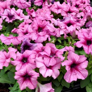 Petunia Limbo GP Orchid Veined