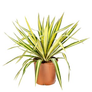 Yucca filamentosa Color Guard