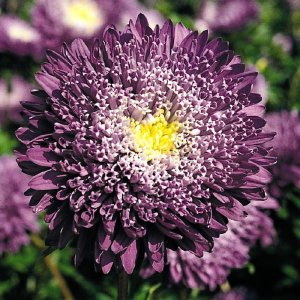 Callistephus Benarys Princess Blue