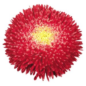 Callistephus Benarys Princess Bright Red