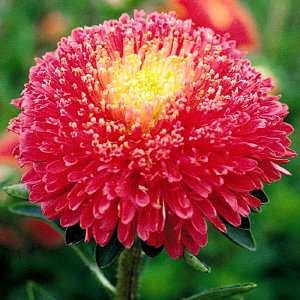 Callistephus Benarys Princess Bright Rose