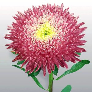Callistephus Benarys Princess Crimson