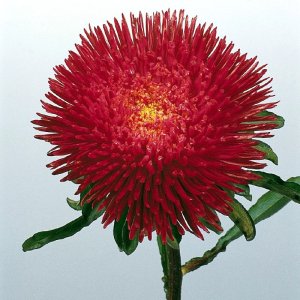 Callistephus Benarys Princess Deep Red