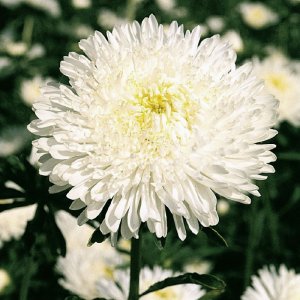 Callistephus Benarys Princess White
