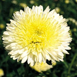 Callistephus Benarys Princess Yellow