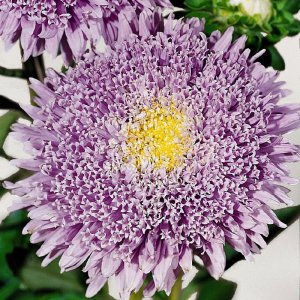 Callistephus Benarys Princess Light Blue