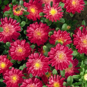 Callistephus Fan Deep Rose