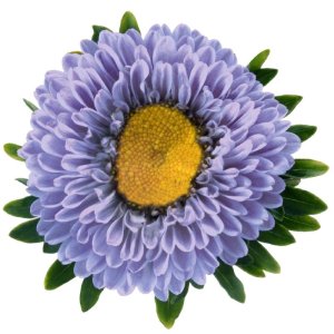Callistephus Fan Light Blue
