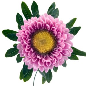 Callistephus Fan Pink