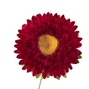 Callistephus Fan Red