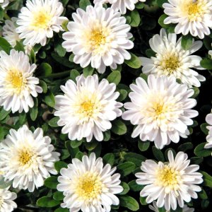 Callistephus Fan White