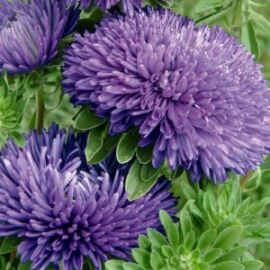 Callistephus Gala Blue