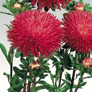 Callistephus Gala Burgundy