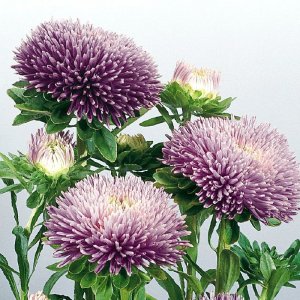 Callistephus Gala Lavender