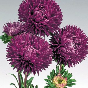 Callistephus Gala Purple