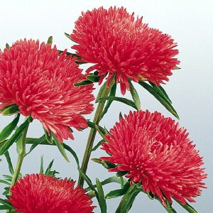 Callistephus Gala Scarlet