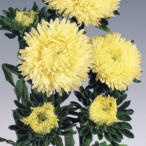 Callistephus Gala Yellow