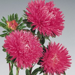 Callistephus Gala Carmine Rose