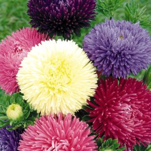 Callistephus Gala Mix
