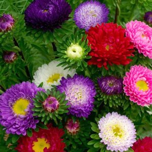 Callistephus Jowi Mix Formula