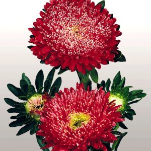 Callistephus Matador Fiery Red
