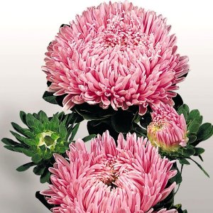 Callistephus Matador Salmon Pink