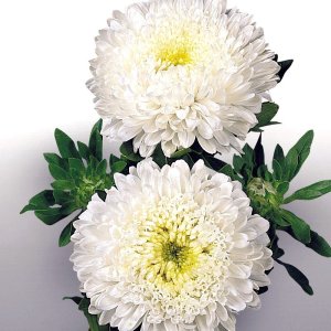Callistephus Matador White