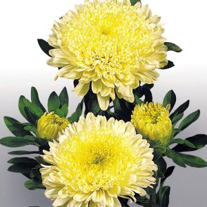 Callistephus Matador Yellow