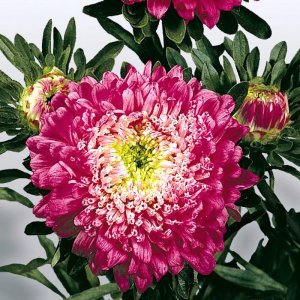 Callistephus Matador Crimson
