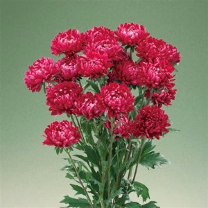 Callistephus Optimo Red